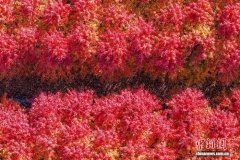 青岛莱西：千亩红枫层林尽染